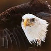 Dream meaning Eagle