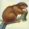 Dream Dictionary Beaver