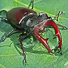 Dream Dictionary Beetle