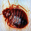 Dream Dictionary Bed Bugs
