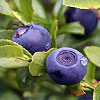 Dream Dictionary Blueberries