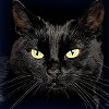Dream Dictionary Black Cat