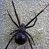 Dream Dictionary Black Spiders