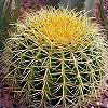 Dream Dictionary Cactus