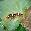 Dream Dictionary Caterpillars