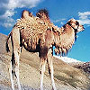 Dream Dictionary Camel
