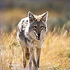 Dream Dictionary Coyote