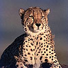 Dream Dictionary Cheetah
