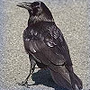 Dream Dictionary Crow