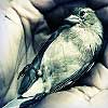 Dream Dictionary Dying birds