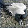Dream Dictionary Dead Crow, Dead Magpie