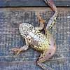 Dream Dictionary Dead Frog