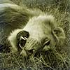 Dream Dictionary Dead lion