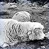 Dream Dictionary Dead Sheep