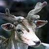 Dream Dictionary Deer antler