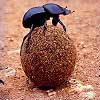 Dream Dictionary Dung, Dung Beetle