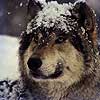 Dream Dictionary Dog wolf
