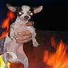 Dream Dictionary Dog on fire