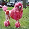 Dream Dictionary Dog poodle