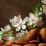 Dream Dictionary Almonds