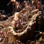 Dream Dictionary Ants