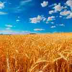 Dream Dictionary Barley field