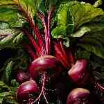 Dream Dictionary Beets