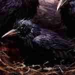 Dream Dictionary Brood