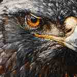 Dream Dictionary Buzzard