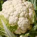 Dream Dictionary Cauliflower