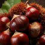 Dream Dictionary Chestnuts