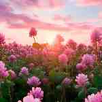 Dream Dictionary Clover