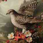 Dream Dictionary Cuckoo