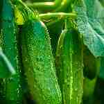 Dream Dictionary Cucumber