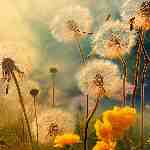 Dream Dictionary Dandelion