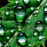 Dream Dictionary Dew