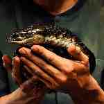 Dream Dictionary Eel