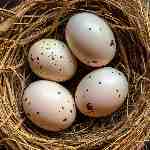 Dream Dictionary Eggs