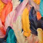 Dream Dictionary Feather