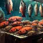 Dream Dictionary Fish Market