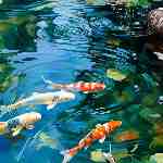 Dream Dictionary Fish