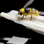 Dream Dictionary Fly-paper