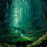 Dream Dictionary Forest