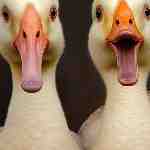 Dream Dictionary Geese