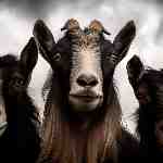 Dream Dictionary Goat