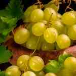 Dream Dictionary Gooseberries