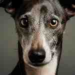 Dream Dictionary Greyhound