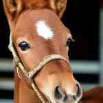 Dream Dictionary Halter