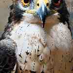 Dream Dictionary Hawk