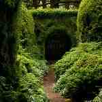 Dream Dictionary Hedges